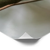 Robin Nature Foto Poster (Ecke)