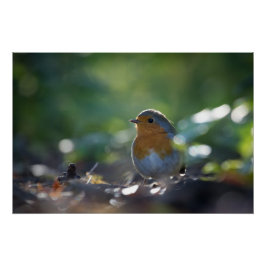Robin Nature Foto Poster