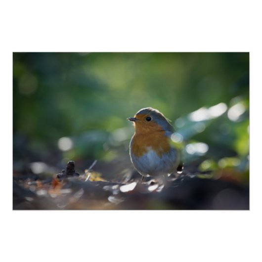 Robin Nature Foto Poster (Vorderseite)