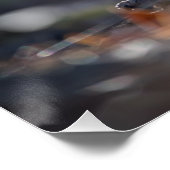 Robin Nature Foto Poster (Ecke)