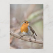 Robin Nature Foto Postkarte (Vorderseite)