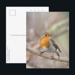 Robin Nature Foto Postkarte<br><div class="desc">Nature Foto eines niedlichen kleinen Robin-Vogels. Foto am Rhein im Western Deutschland aufgenommen. Es ist ein einfaches und sauberes Foto ohne Text - aber Sie können Ihre hinzufügen,  wenn Sie gewollt,  wie das Design ist anpassbar. Viel Spaß!</div>