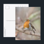 Robin Nature Foto Postkarte<br><div class="desc">Nature Foto eines niedlichen kleinen Robin-Vogels. Foto am Rhein im Western Deutschland aufgenommen. Es ist ein einfaches und sauberes Foto ohne Text - aber Sie können Ihre hinzufügen,  wenn Sie gewollt,  wie das Design ist anpassbar. Viel Spaß!</div>