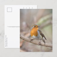 Robin Nature Foto