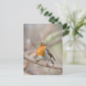 Robin Nature Foto Postkarte (Stehend Vorderseite)