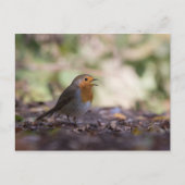 Robin Nature Foto Postkarte (Vorderseite)