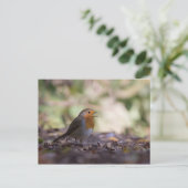 Robin Nature Foto Postkarte (Stehend Vorderseite)