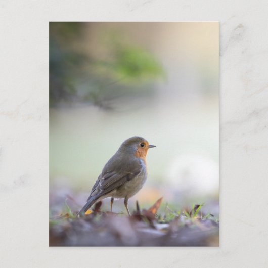 Robin Nature Foto Postkarte (Vorderseite)