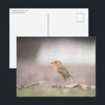 Robin Nature Foto Postkarte<br><div class="desc">Nature Foto eines europäischen Rotkehlchens (Erithacus rubecula) im süddeutschen Western. Foto © Sebastian Wurm.</div>