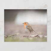 Robin Nature Foto Postkarte (Vorderseite)