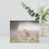 Robin Nature Foto Postkarte (Stehend Vorderseite)