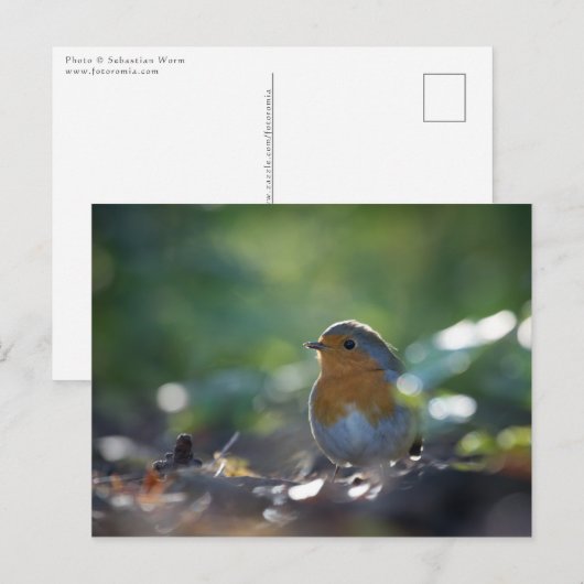 Robin Nature Foto Postkarte (Vorne/Hinten)