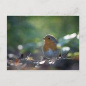 Robin Nature Foto Postkarte (Vorderseite)