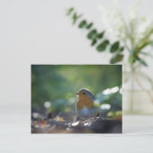 Robin Nature Foto Postkarte (Stehend Vorderseite)