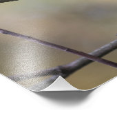 Robin Nature Foto singen (Ecke)