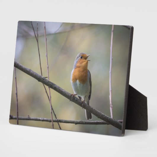 Robin Nature Foto singen Fotoplatte (Seite)
