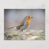 Robin Nature Photo Postkarte (Vorderseite)