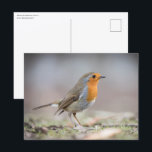 Robin Nature Photo Postkarte<br><div class="desc">Nature photo of a robin bird in a forest in Germany. Photo © Sebastian Worm.</div>