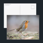 Robin Nature Photo Postkarte<br><div class="desc">Nature photo of a robin bird in a forest in Germany. Photo © Sebastian Worm.</div>