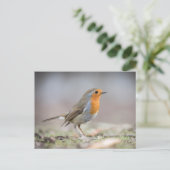Robin Nature Photo Postkarte (Stehend Vorderseite)
