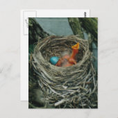Robin-Nest Postkarte (Vorne/Hinten)