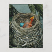 Robin-Nest Postkarte (Vorderseite)
