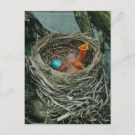 Robin-Nest Postkarte