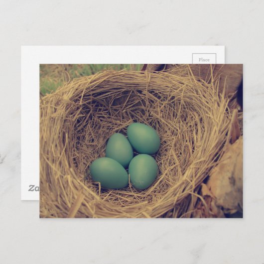 Robin Nest und Eier Postkarte (Vorne/Hinten)