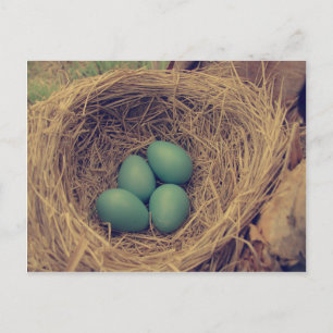 Robin Nest und Eier Postkarte