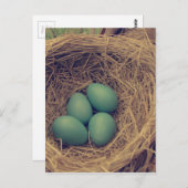 Robin Nest und Eier Postkarte (Vorne/Hinten)