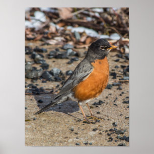 Robin of Spring Poster