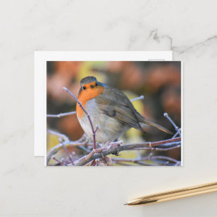 Robin on a Frosty Twig Postkarte