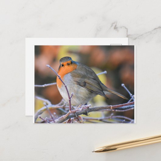 Robin on a Frosty Twig Postkarte (Vorderseite/Rückseite Beispiel)