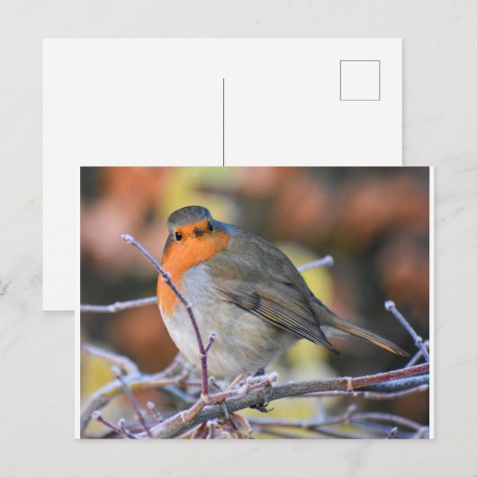 Robin on a Frosty Twig Postkarte (Vorne/Hinten)