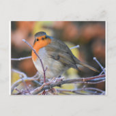 Robin on a Frosty Twig Postkarte (Vorderseite)