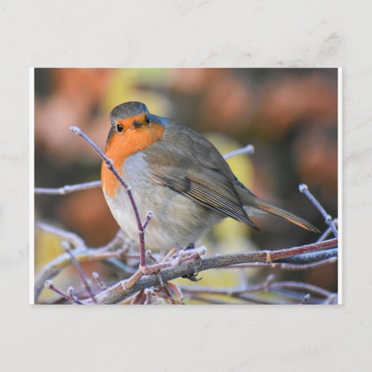 Robin on a Frosty Twig Postkarte (Vorderseite)