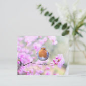 Robin on Branch Postcard Postkarte (Stehend Vorderseite)
