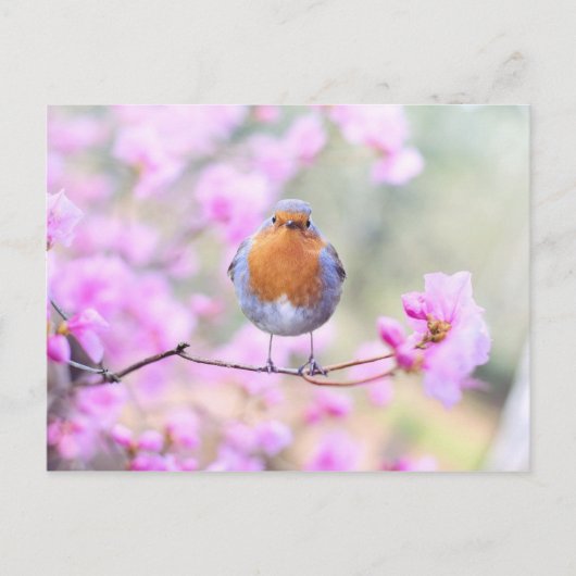 Robin on Branch Postcard Postkarte (Vorderseite)