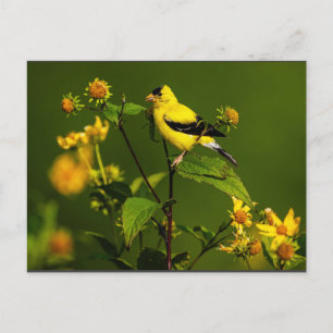 Robin on Nest Postkarte