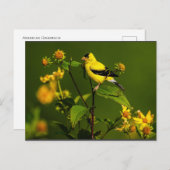 Robin on Nest Postkarte (Vorne/Hinten)