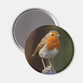Robin on Post Magnet (Vorderseite/Rückseite)