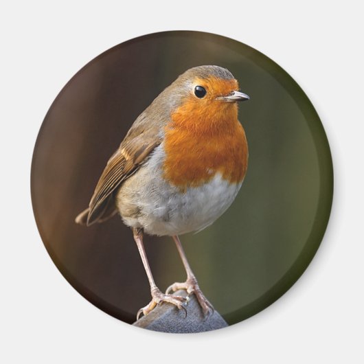 Robin on Post Magnet (Vorne)