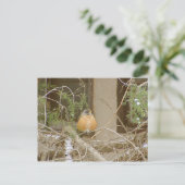Robin On Snowy Juniper Postkarte (Stehend Vorderseite)