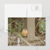Robin On Snowy Juniper Postkarte (Vorne/Hinten)