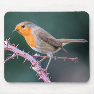 Robin Perched auf einer BlackBerry-Zweigniederlass Mousepad