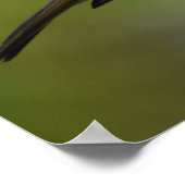 Robin Posing Poster (Ecke)