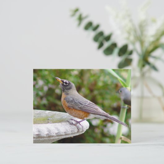 Robin Postcard Postkarte (Stehend Vorderseite)