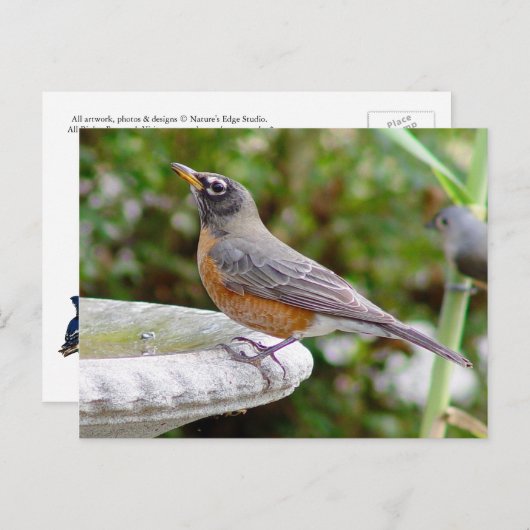 Robin Postcard Postkarte (Vorne/Hinten)