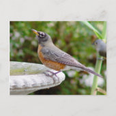 Robin Postcard Postkarte (Vorderseite)