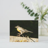 Robin Postcard Postkarte (Stehend Vorderseite)